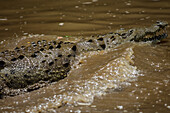 American crocodile (Crocodylus acutus) in Tarcoles river, Costa Rica