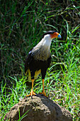 Schopfkarakara im Tarcoles-Fluss,Costa Rica