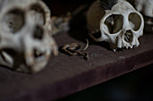 Assorted animal skulls and small snake skin