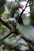 Green hummingbird perched on tree, Monteverde, Costa Rica