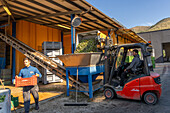 A worker uses a forklift to dump a bin of olives in the collection bin for processing in an olive oil mill in Italy.