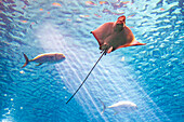 A ray glides through the water at Lisbon's Oceanário, showcasing ocean life in a vibrant aquarium habitat.