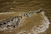 American crocodile (Crocodylus acutus) in Tarcoles river, Costa Rica