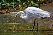 Silberreiher im Tarcoles-Fluss,Costa Rica