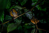 Night fauna tour in Monteverde, Costa Rica