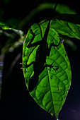 Silhouette of anole lizard behind a leaf, Costa Rica