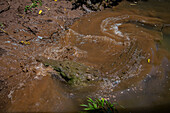 American crocodile (Crocodylus acutus) in Tarcoles river, Costa Rica