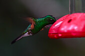 Hummingbird eating from a feeder