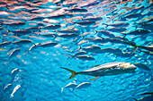 Various fish swim gracefully in the expansive tank of Lisbon Oceanario in Portugal.