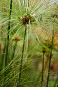 Papyrus (Cyperus papyrus) in der Combeima-Schlucht,Ibague,Kolumbien