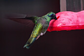 Hummingbird eating from a feeder