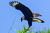 Flying crested caracara in Tarcoles River, Costa Rica