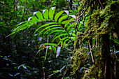 Trees and vegetation in Monteverde cloud forest, Costa Rica