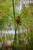 Papyrus (Cyperus papyrus) in der Combeima-Schlucht,Ibague,Kolumbien