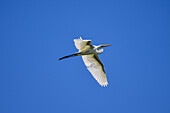 White egret in flight over Tarcoles River