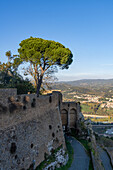 A pine tree growing in the Fortezza Albornoz on the hilltop at Orvieto, Italy.