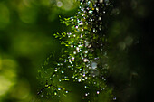 Water drops in plant, Monterey cloud forest, Costa Rica