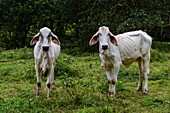 Two white cows by the road in Costa Rica