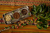 Arabica coffee (Coffea arabica) on the small family-owned Finca Los Angeles in Jardin, Colombia. Shown here are green and ripe coffee berries, flower, green and roasted coffee beans