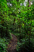 Trees and vegetation in Monteverde cloud forest, Costa Rica