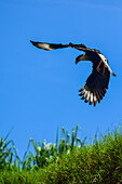 Flying crested caracara in Tarcoles River, Costa Rica