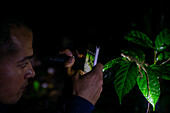 George of the Cloud Forest, guide and wildlife specialist, taking a photo with a smartphone of an Anole lizard on a leaf at night, Costa Rica