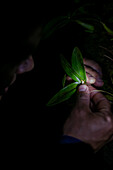 George of the Cloud Forest, guide and specialist, shows a tiny orchid during night tour in Monterey, Costa Rica