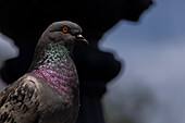 A pigeon in front of a fountain n the main town square in RioNegro near the international airport of Medellin, Colombia.