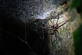 Big spider seen on night fauna tour in Costa Rica