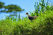 Crested caracara in Tarcoles River, Costa Rica