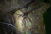 Big spider seen on night fauna tour in Costa Rica