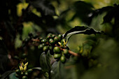 Arabica coffee (Coffea arabica) on the small family-owned Finca Los Angeles in Jardin, Colombia