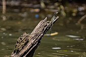 Basilisk auf einem Ast im Tarcoles-Fluss,Costa Rica