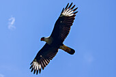 Fliegender Schopfkarakara im Tarcoles-Fluss,Costa Rica