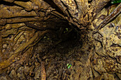 View inside a log of a Large Strangler Fig Tree (Ficus costaricana), Monteverde, Costa Rica