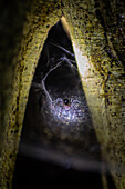 Beleuchtetes Spinnennetz bei Nacht im Baum,Monteverde,Costa Rica