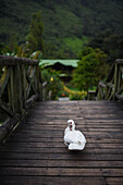 Hotel and Restaurant Iguaima in Combeima Canyon, Ibague, Colombia