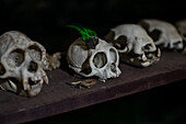 Assorted animal skulls