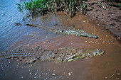 American crocodile (Crocodylus acutus) in Tarcoles river, Costa Rica