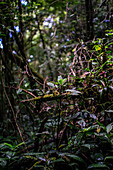 Trees and vegetation in Monteverde cloud forest, Costa Rica