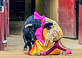 A powerful bull charges at a matador who is kneeling in anticipation during a traditional bullfight in Spain.