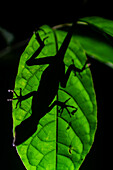 Silhouette of anole lizard behind a leaf, Costa Rica