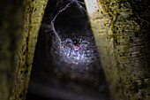 Beleuchtetes Spinnennetz bei Nacht in einem Baum,Monteverde,Costa Rica