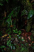 Trees and vegetation in Monteverde cloud forest, Costa Rica