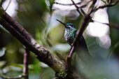 Green hummingbird perched on tree, Monteverde, Costa Rica