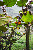 Lulo-Baum,Combeima-Schlucht,Ibague,Kolumbien