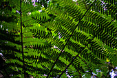 Green fern in Monteverde, Costa Rica