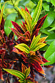 Garden Croton, Combeima Canyon, Ibague, Colombia