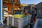 A worker uses a forklift to move a bin of olives to the collection bin for processing in an olive oil mill in Italy.