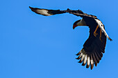 Fliegender Schopfkarakara im Tarcoles-Fluss,Costa Rica